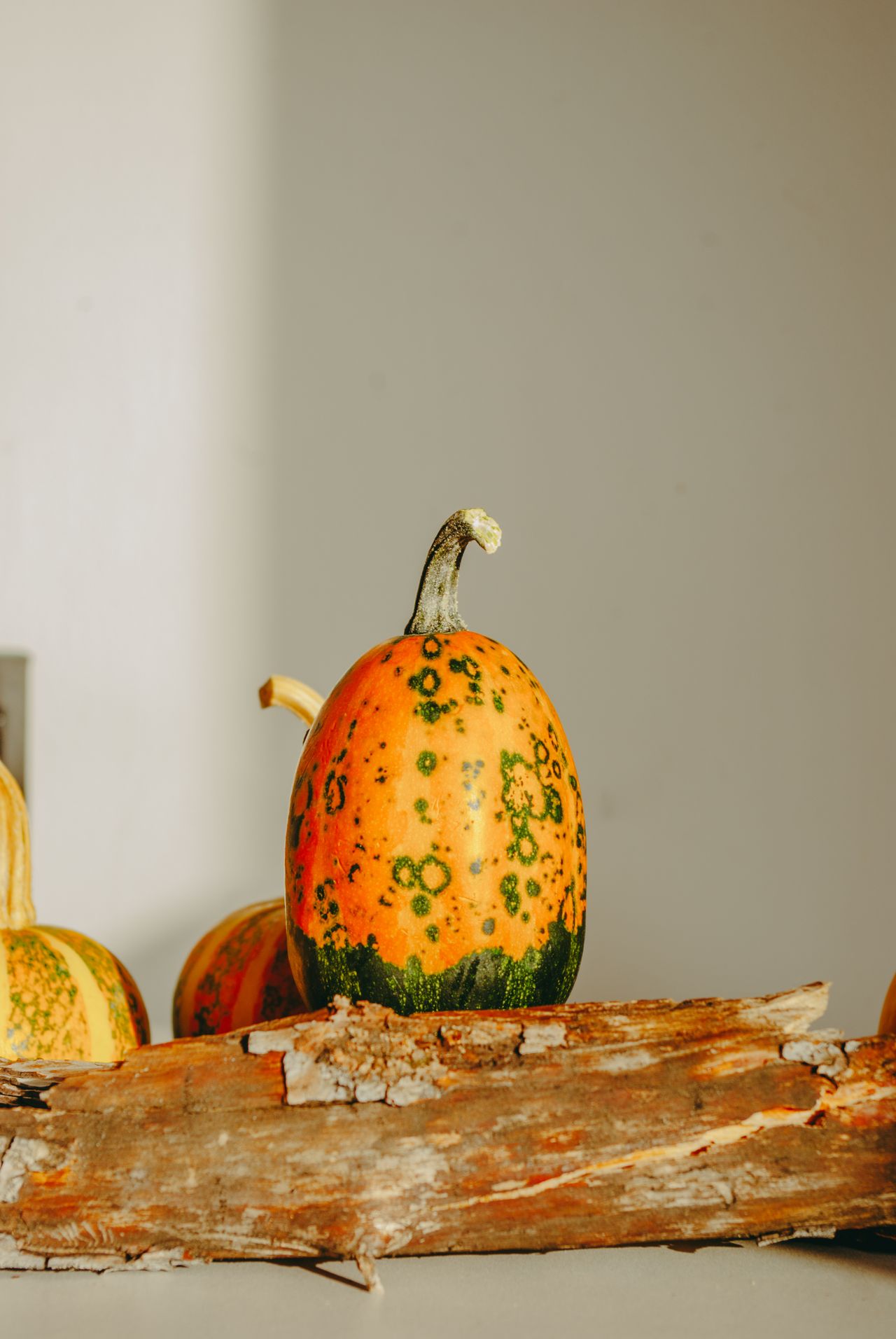 Speckled orange and green ornamental gourds arranged on a rustic wooden log