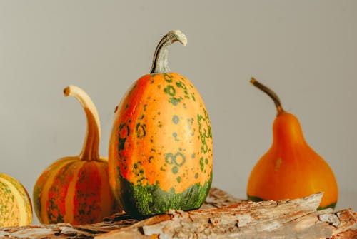 Closeup of Decorative Pumpkins