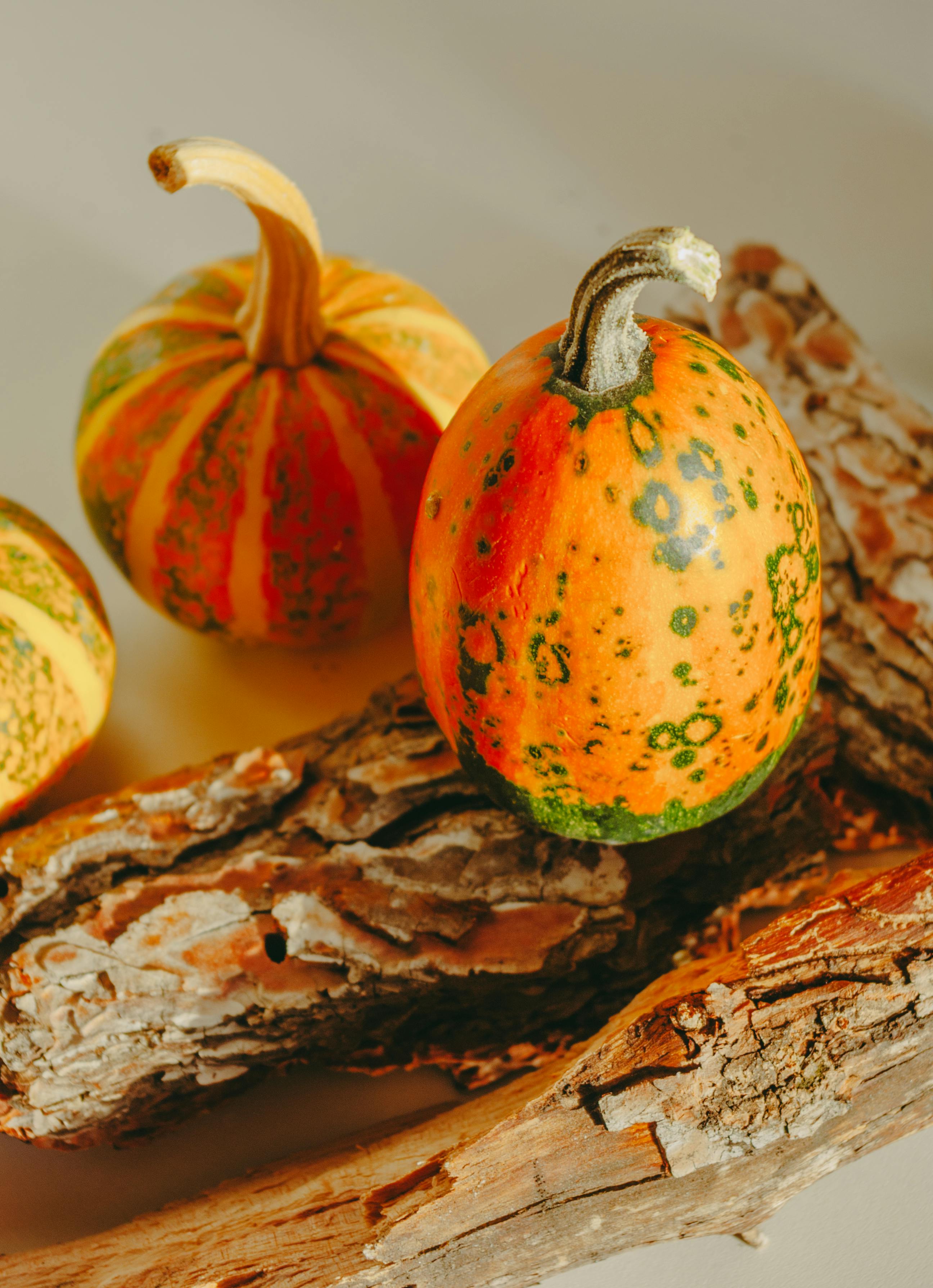 Colorful gourds set against rustic bark, embodying the essence of autumn decoration.