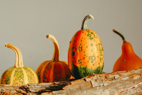 Ornamental Winter Squashes and a Branch