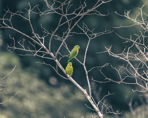 Free Two orange-chinned parakeets perching on bare branches, showcasing vibrant green plumage in a natural setting. Stock Photo
