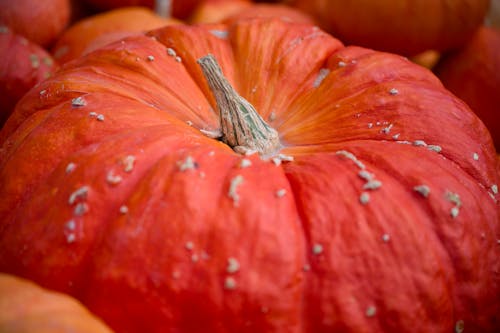 Close-up of a Bright Orange Pumpkin 