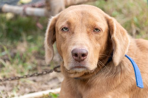 Free Close-up of a golden retriever dog outdoors, showcasing its thoughtful gaze in natural light. Stock Photo