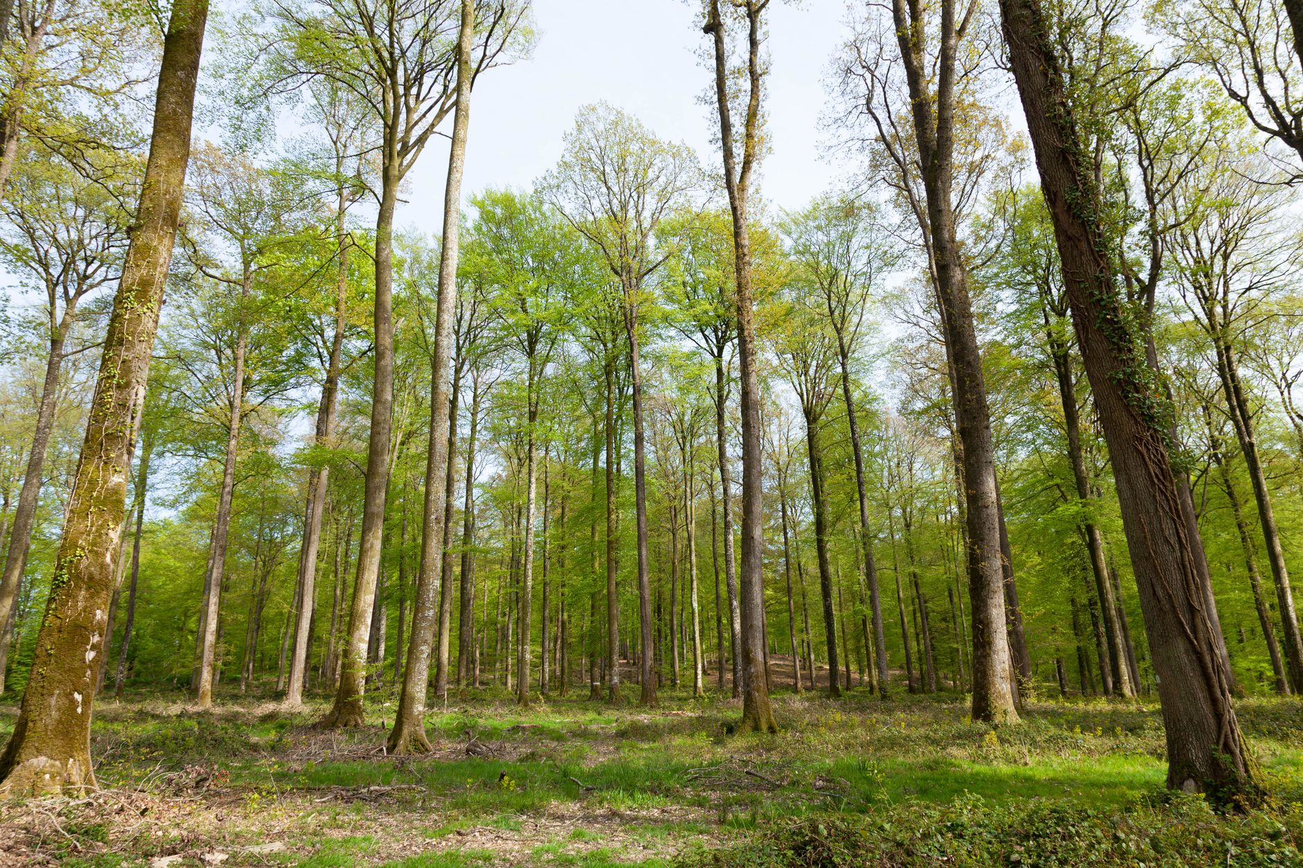 La sécheresse et la chaleur intense fragilisent durablement les forêts de Normandie