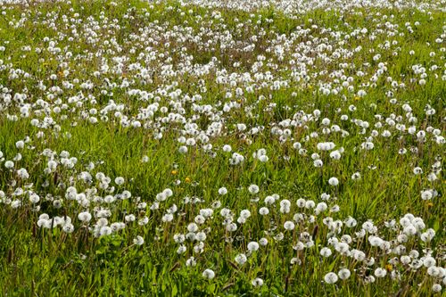 Free A scenic view of a field filled with blossoming dandelions in Bellême, Normandy. Stock Photo