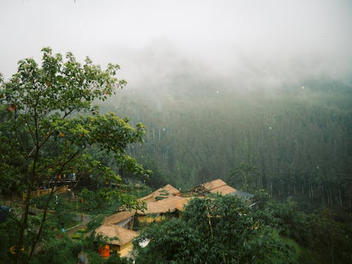 A Village in a Foggy Forest