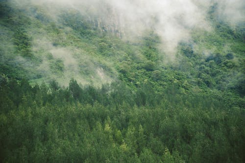 Fotos de stock gratuitas de bosque, cuesta, evaporación