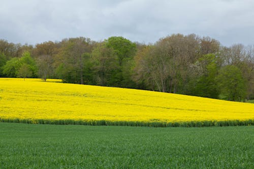 Foto d'estoc gratuïta de agricultura, arbres, bosc