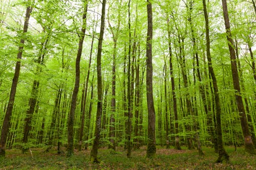 Green Trees in Forest