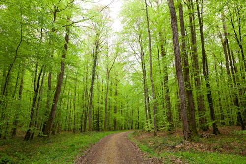 Photos gratuites de arbres, bellême, chemin de terre