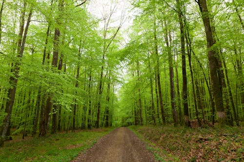 Trees around Dirt Road in Forest