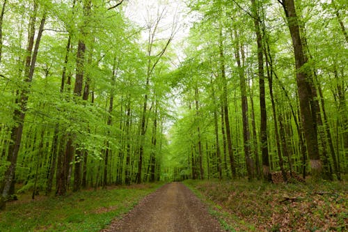 Photos gratuites de arbres, bellême, chemin de terre