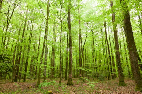 Forest with Green Leaves