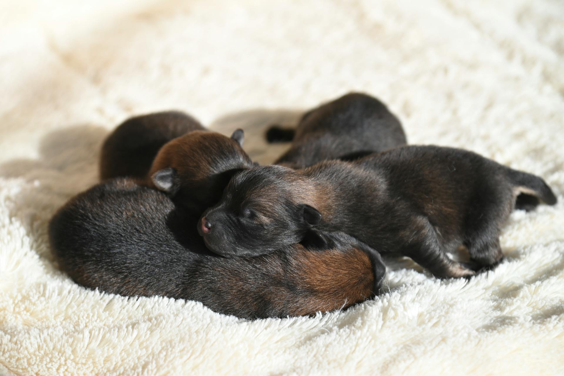 Puppies Sleeping on a Blanket