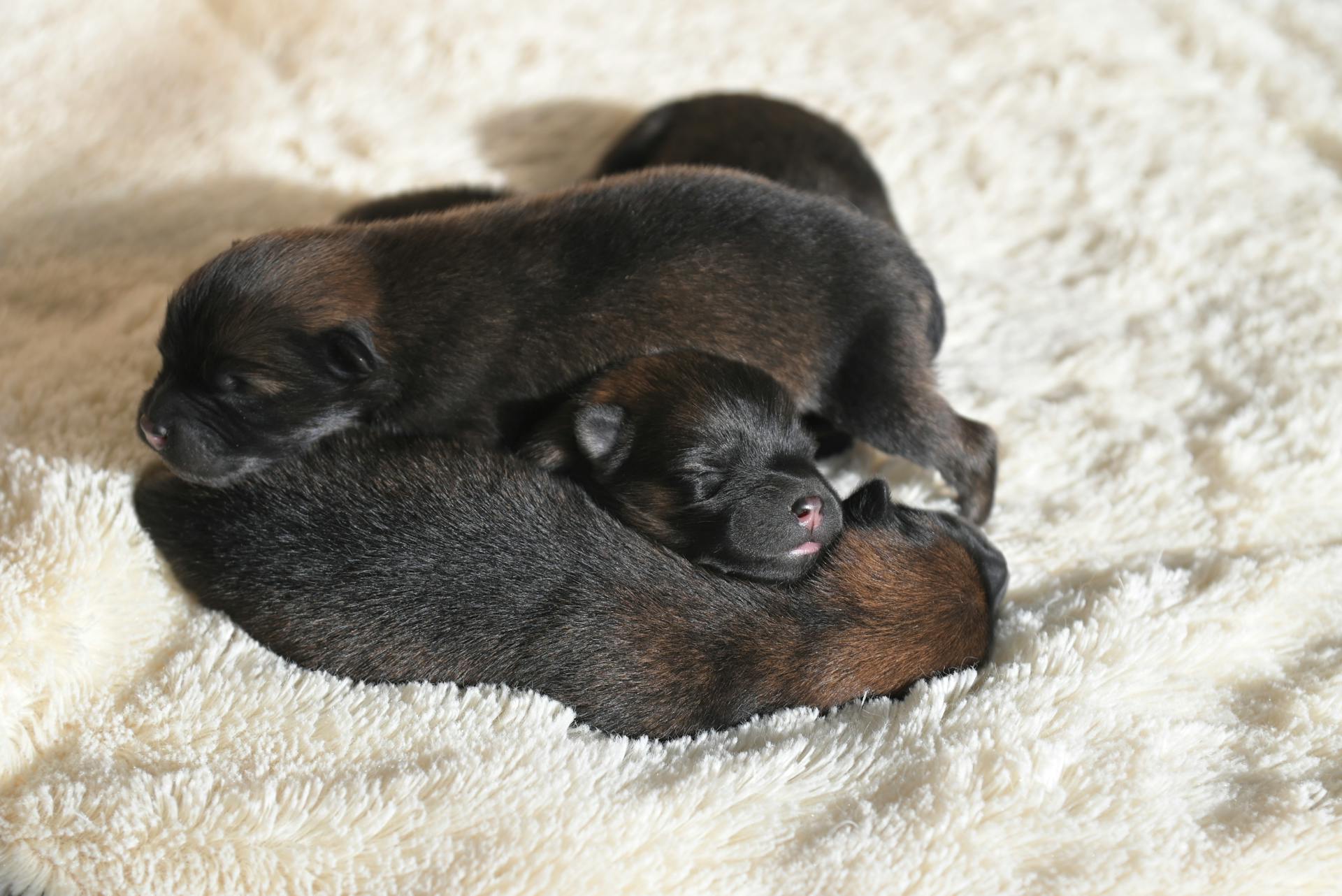 Des chiots noirs dorment sur une couverture blanche