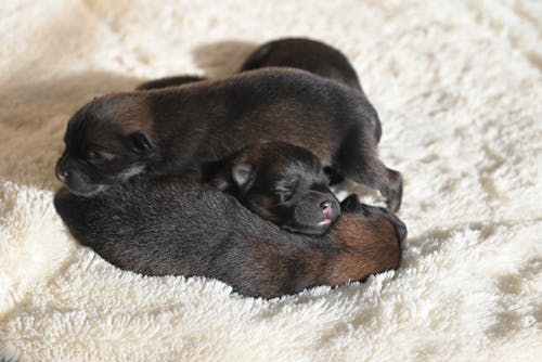 Free Black Puppies Sleeping on a White Blanket Stock Photo