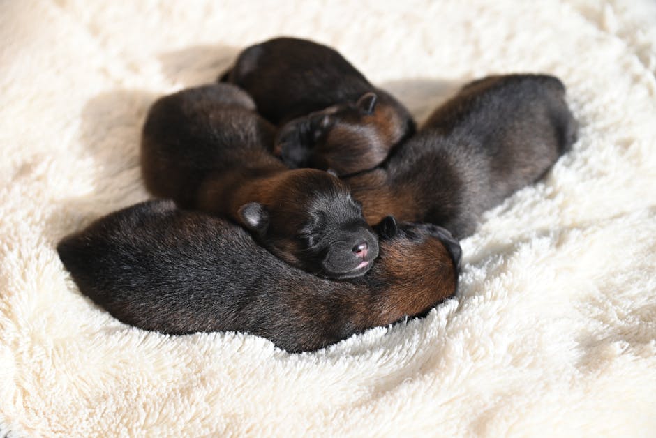 Yavru Köpek Sahiplenmeden Önce Bilmeniz Gereken Her Şey