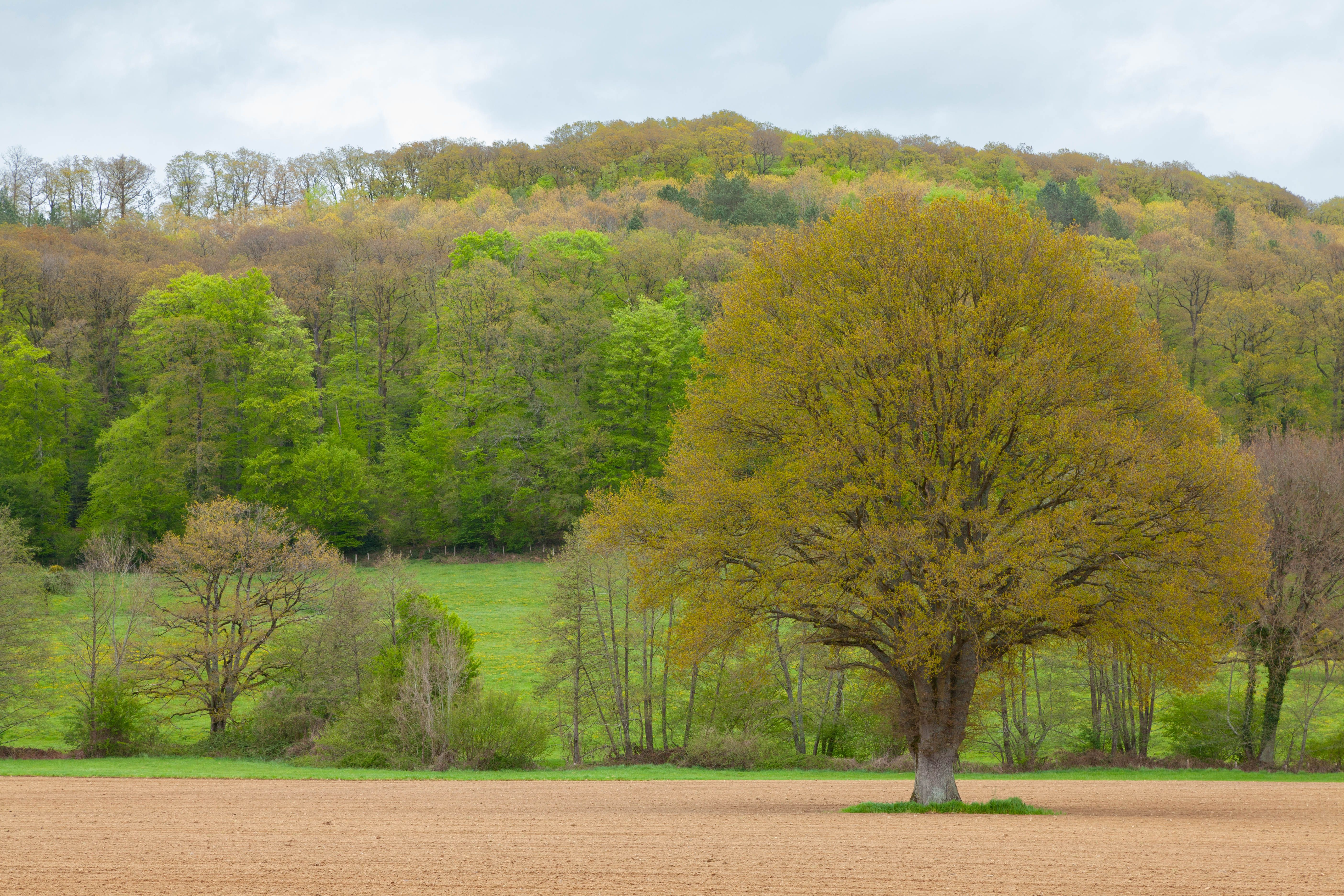 Rural Field and Forest · Free Stock Photo