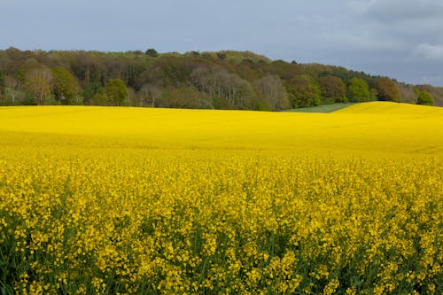 Бесплатное стоковое фото с весна, деревья, желтый