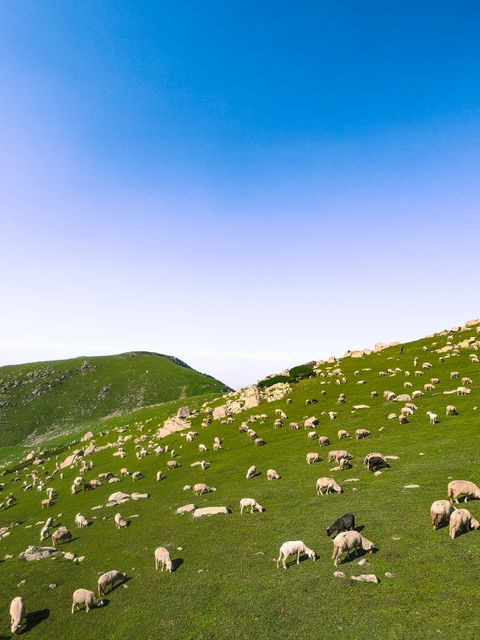 Flock of sheep