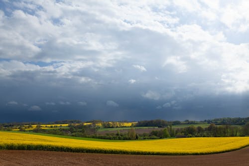 View of Canola Fields in the Countryside under a Cloudy Sky 