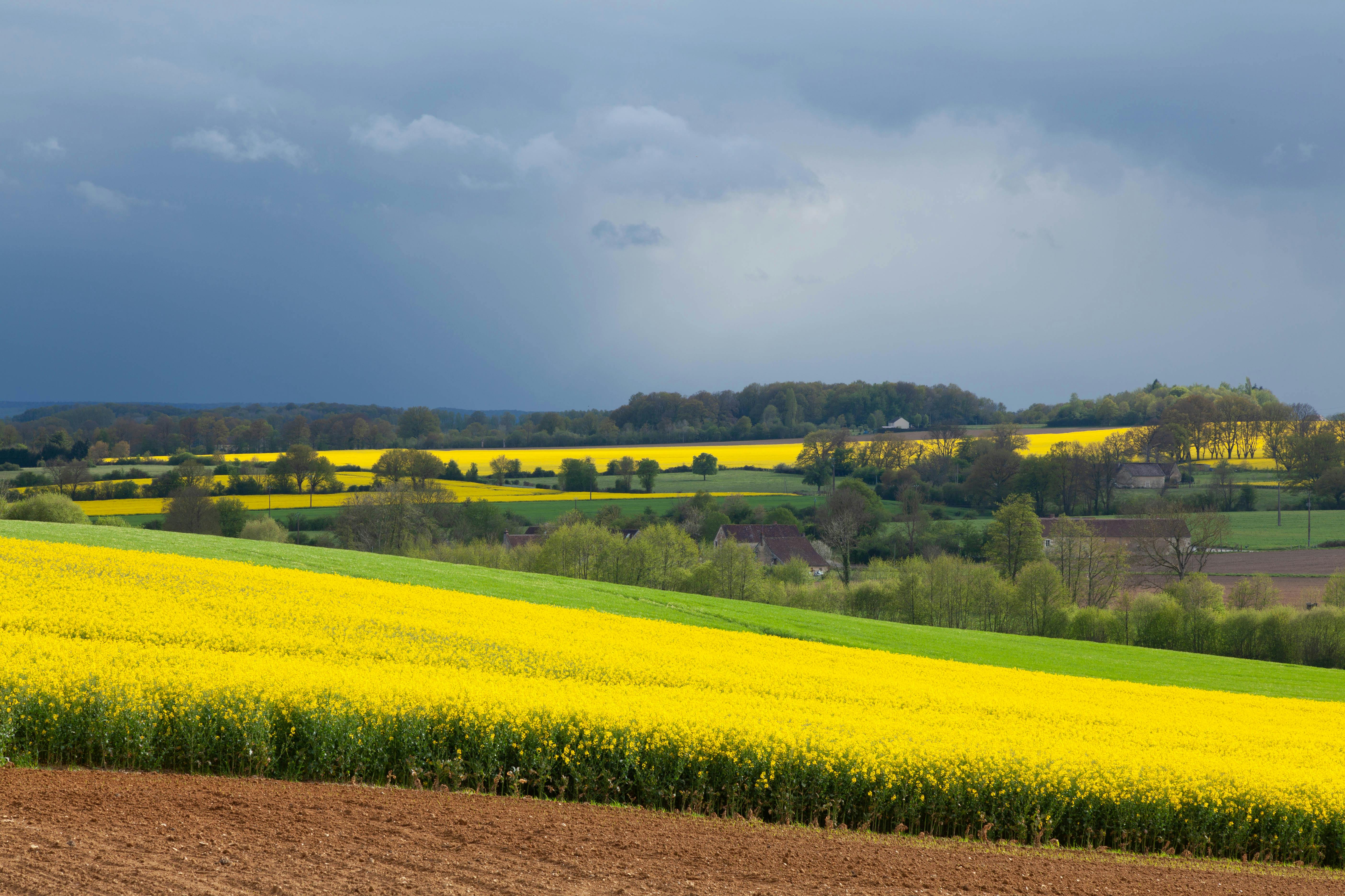 4k Wallpaper Yellow Plain Photos, Download The BEST Free 4k Wallpaper ...