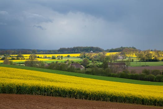 Vibrant rapeseed fields in Mortagne-au-Perche, Normandy, under dramatic skies.