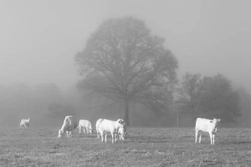 Black and White Photo of Cows Grazing on a Pasture