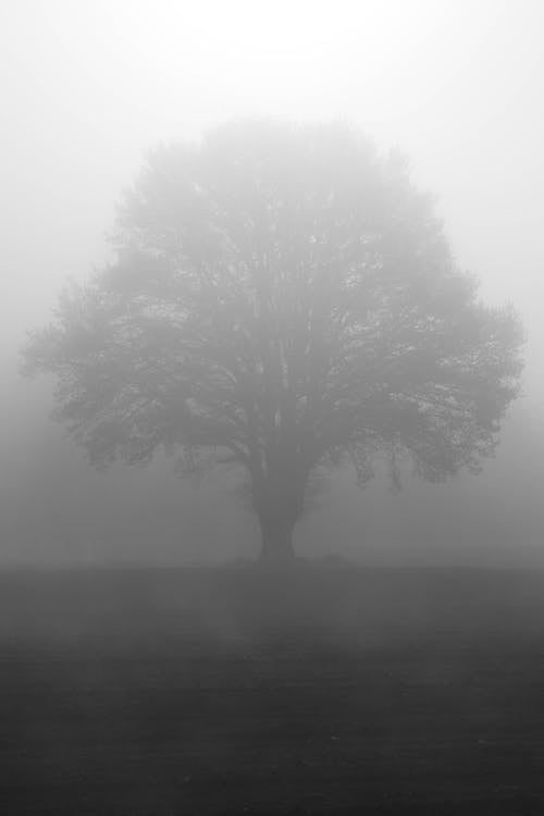 Black and White Photo of a Tree on a Field in Fog 