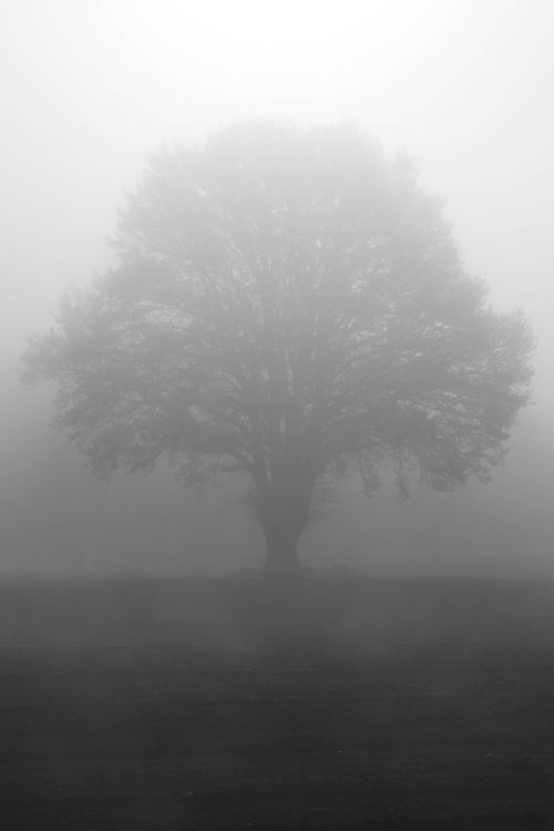 Black and White Photo of a Tree on a Field in Fog · Free Stock Photo
