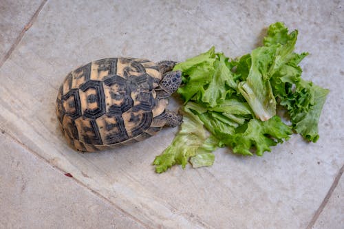 A Turtle Eating Lettuce 