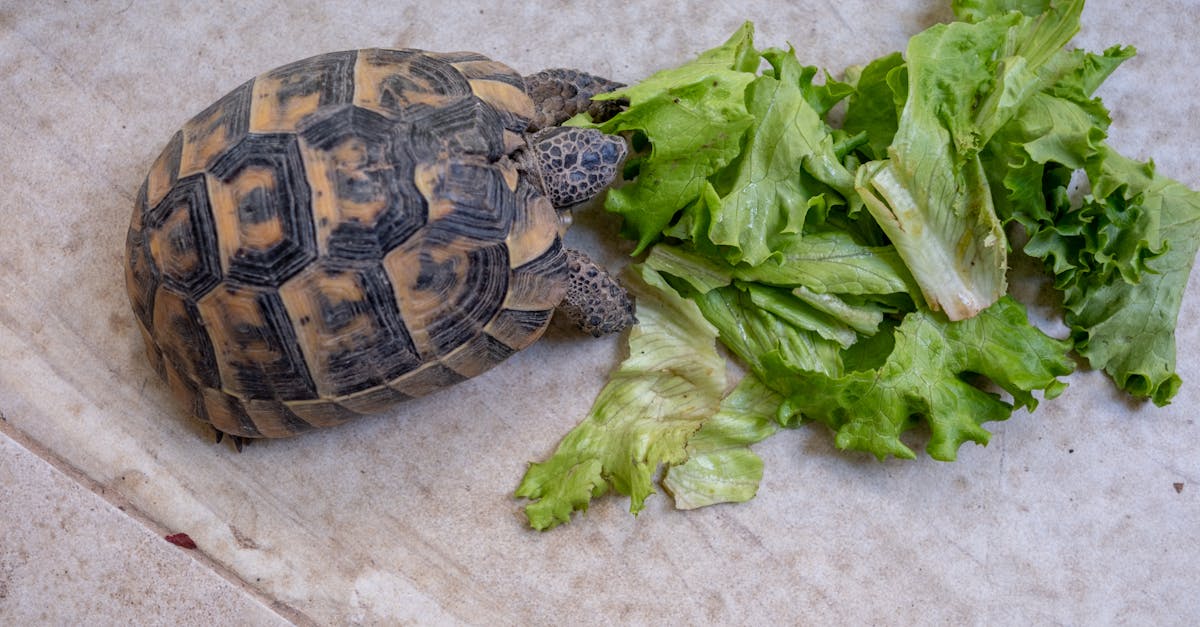 A tortoise enjoys fresh lettuce leaves on an outdoor tile floor.