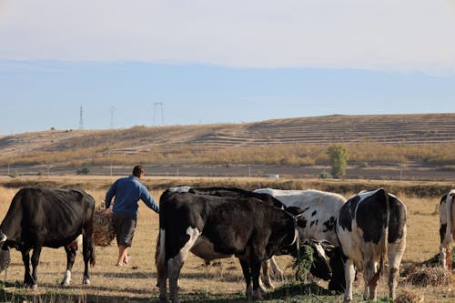 Farmer Carrying Bale of Hay Among a Herd of Cows in a Pasture