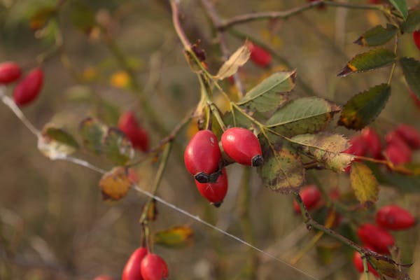 Wild Rose Photos Download The BEST Free Wild Rose Stock Photos HD Images