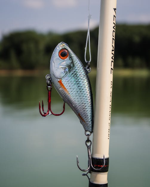 A colorful bird hanging from a fishing hook photo – Free Fishing