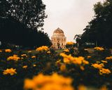 Bara Gumbad among yellow flowers, Lodhi Garden