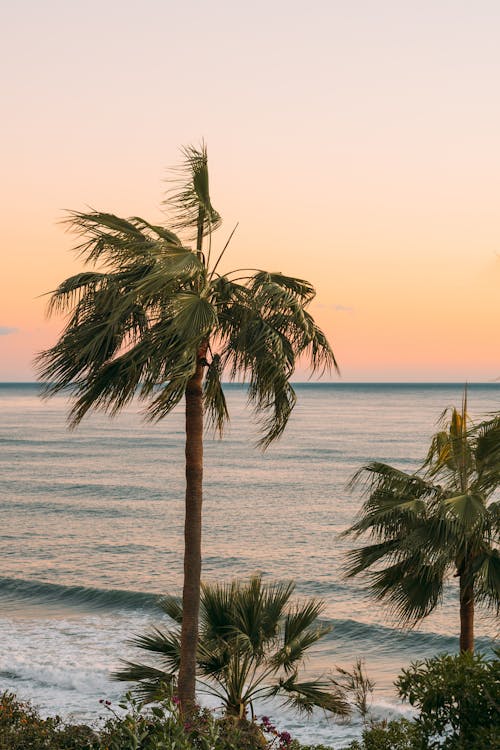 Palm Trees Near Body Of Water