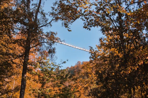 Bridge Above a Forest in Autumn 