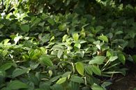Vibrant green leaves of pepper plants thriving in a Kerala garden under natural sunlight.