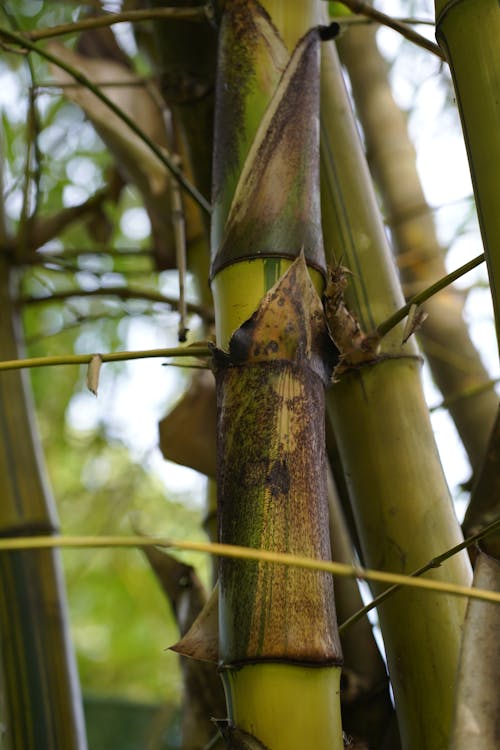 Green Bamboo Wood
