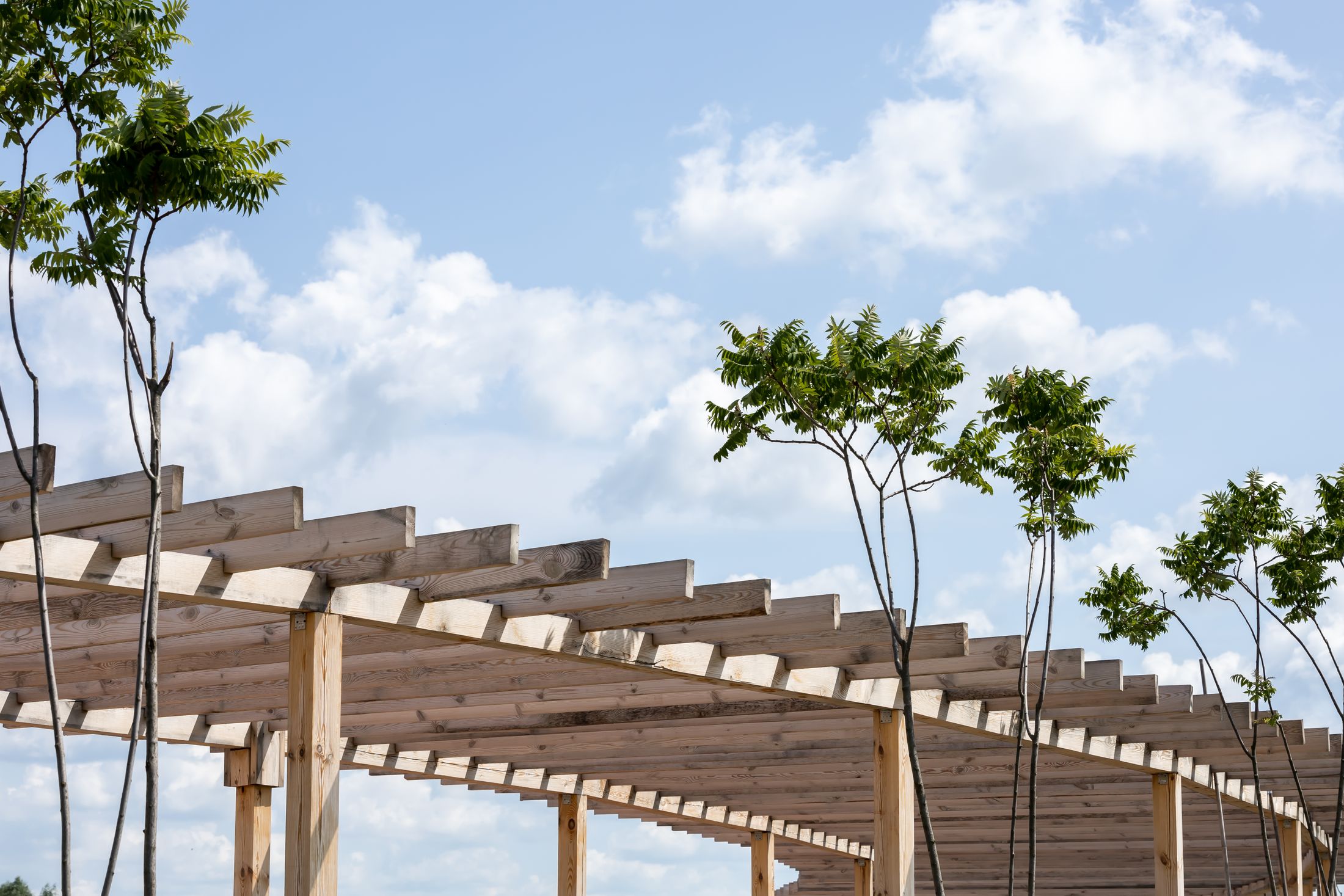 Structure de pergola en bois dans un environnement arboré