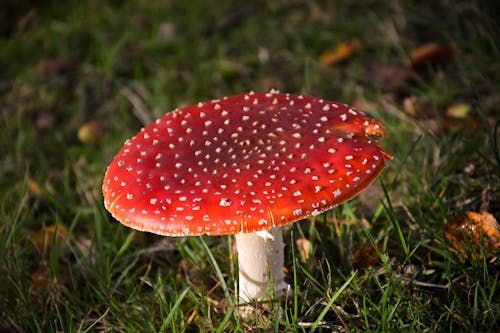 Toadstool in a Forest 