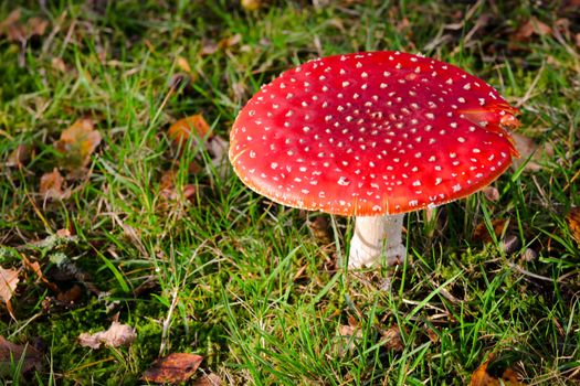 Rood veld met paddenstoelen