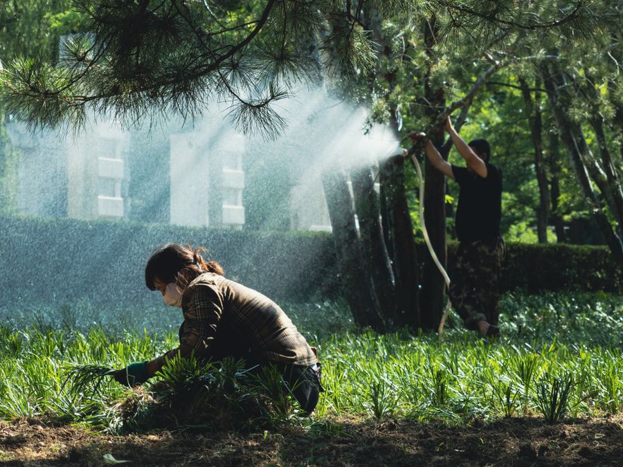 Two people tend to a garden, watering plants under dappled sunlight, wearing protective masks.