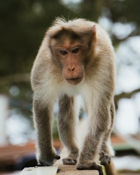 A stunning close-up shot of a Rhesus Macaque monkey in its natural habitat, showcasing intricate details.