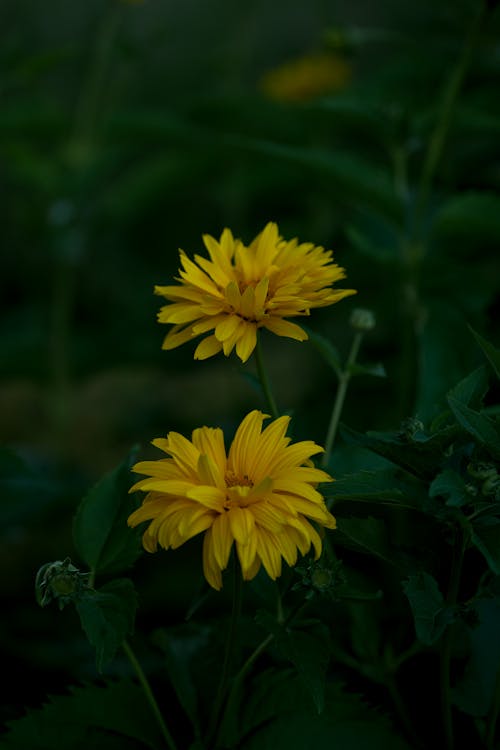 Close-up of Small Yellow Flowers 