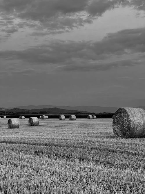 Fotobanka s bezplatnými fotkami na tému balíky, čierny a biely, farma