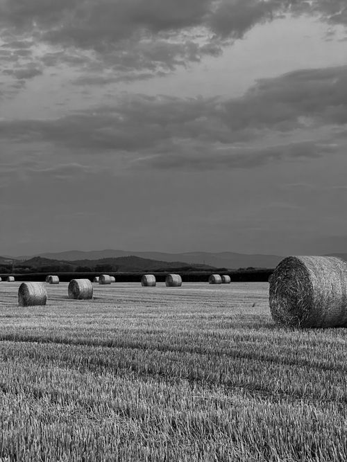 Free Black and white image of hay bales in Artzenheim, France capturing rural serenity. Stock Photo