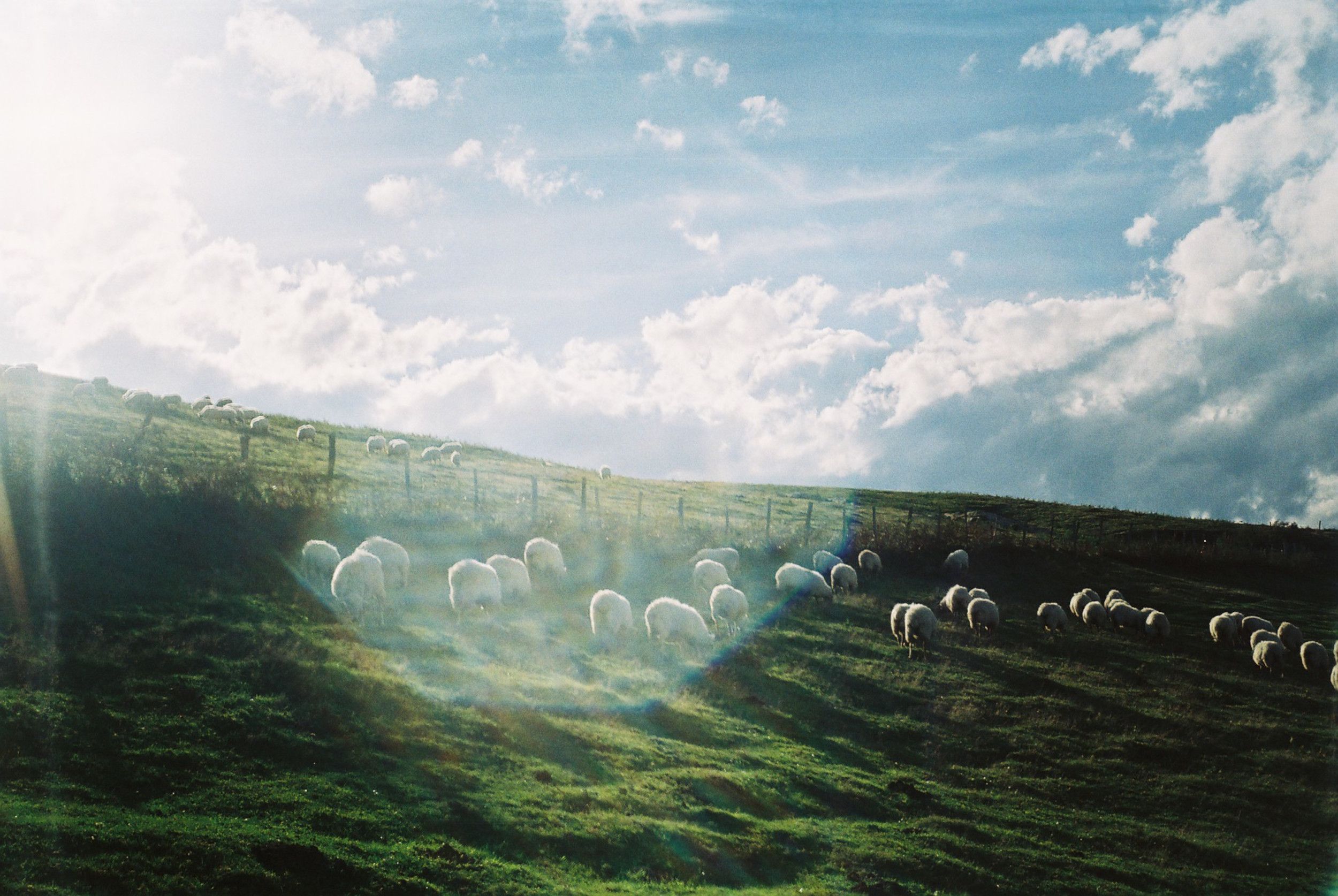 Herd of Sheep on a Meadow in a Mountain Valley · Free Stock Photo