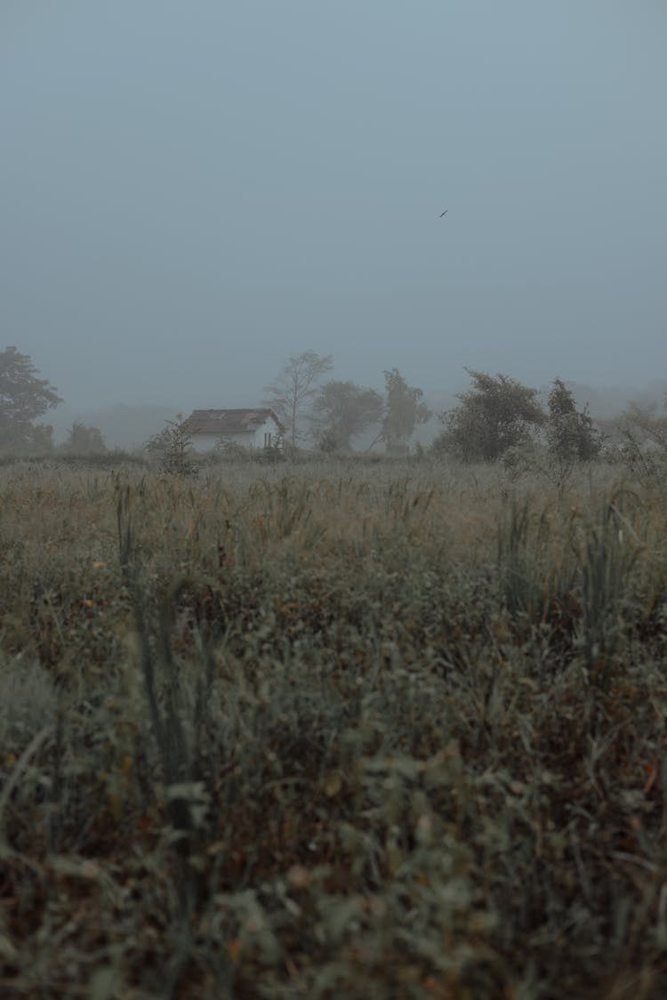 Landscape With Meadow In Mist